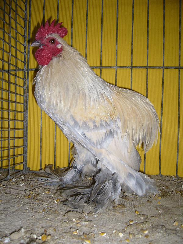 Hannover 2008 066.jpg - Ruhlaender Zwerg Kaulhühner isabell-porzelanfarbig von Harry Grimschitz Preis sg 94 SE